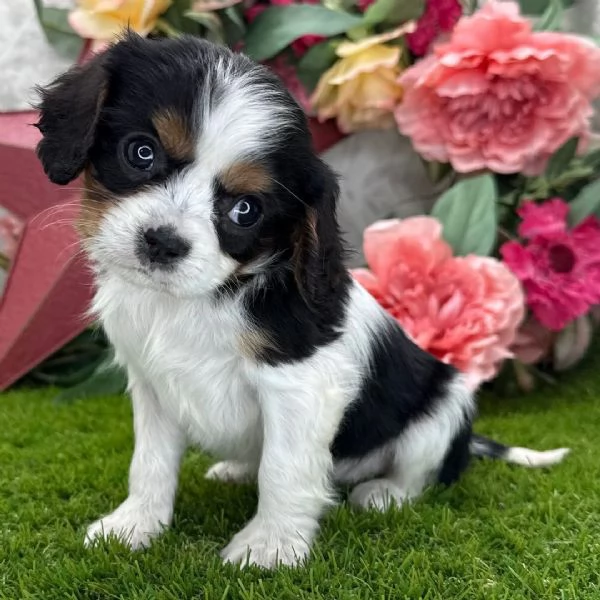 Adorable housetrained cavalier king charles