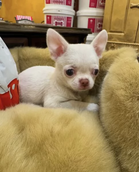 Regalo chihuahua toy | Foto 0