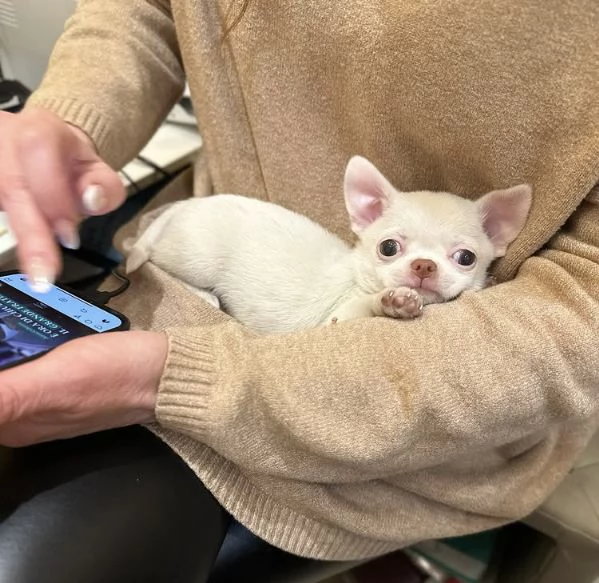 Regalo chihuahua toy