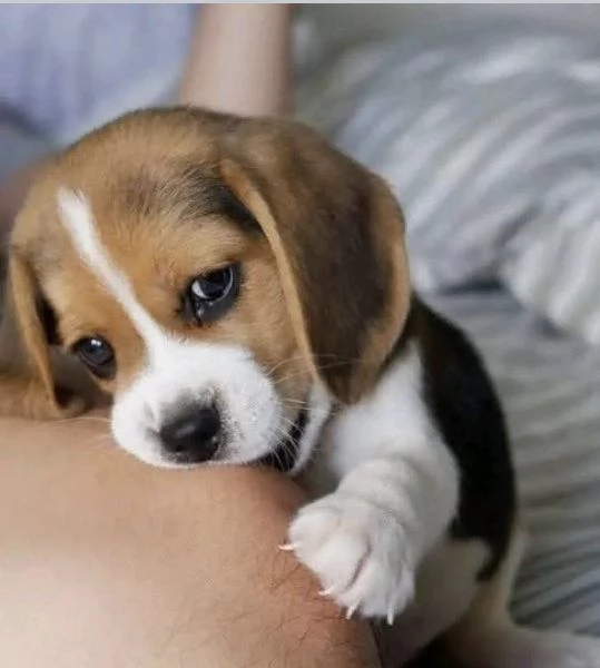Dolce beagle femmina razza pura  | Foto 1