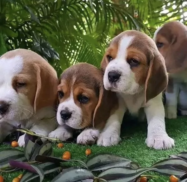 Dolce beagle femmina razza pura  | Foto 0