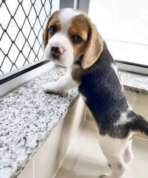 Dolce beagle femmina razza pura 