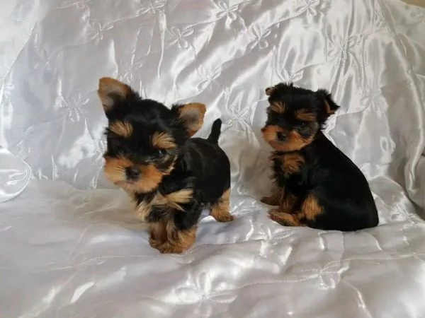 Yorkshire terrier  | Foto 4
