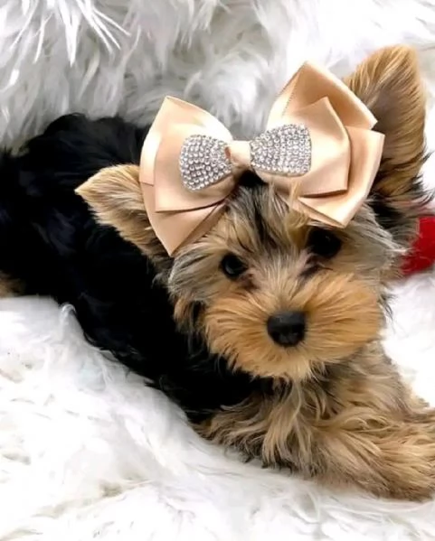 Yorkshire terrier  | Foto 6