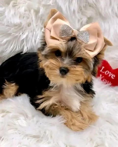 Yorkshire terrier  | Foto 5