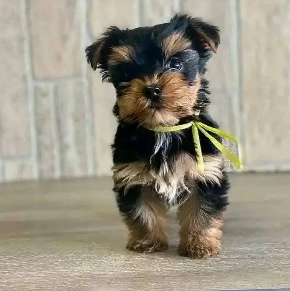 Yorkshire terrier  | Foto 3