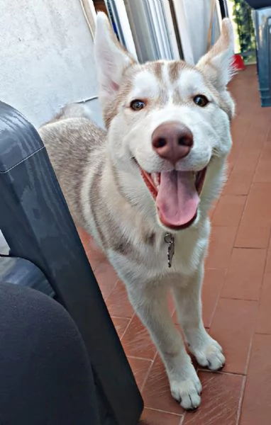 Cucciolo Husky Siberian