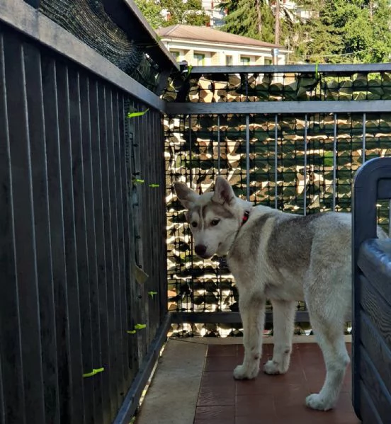 Cucciolo Husky Siberian | Foto 2