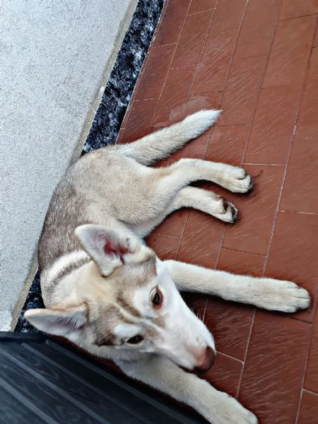 Cucciolo Husky Siberian | Foto 1
