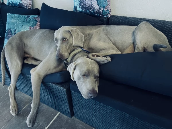 Weimaraner cuccioli pubblicita segugio 