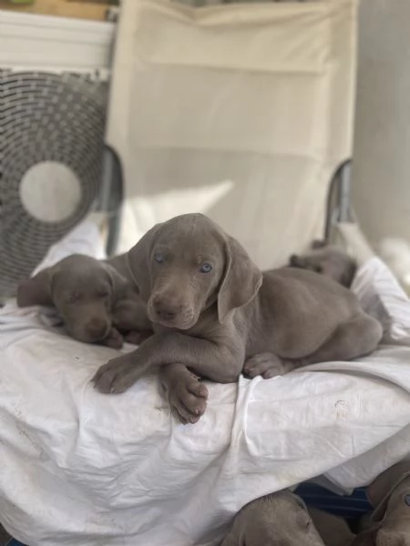 Weimaraner cuccioli pubblicita segugio  | Foto 2