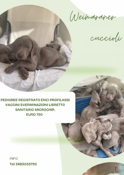 Weimaraner cuccioli pubblicita segugio  | Foto 1