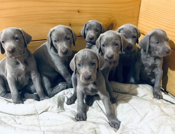 Weimaraner cuccioli pubblicita segugio  | Foto 0