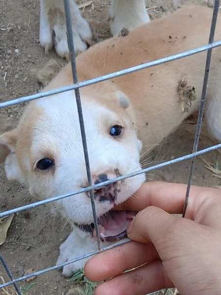 Cuccioli pittbull