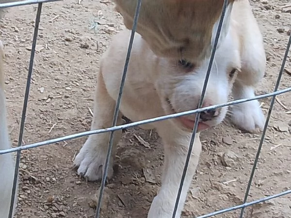 Cuccioli pittbull | Foto 1