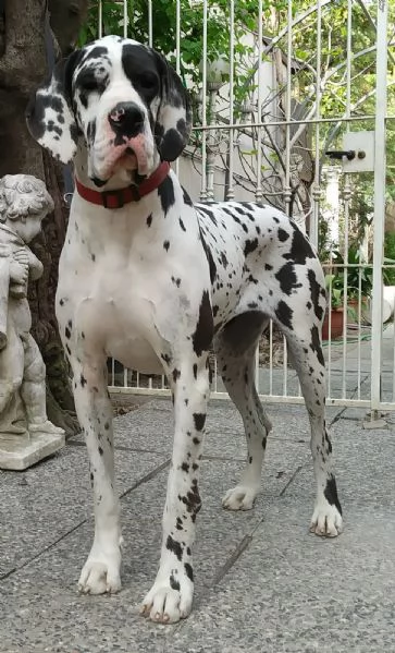 Alano arlecchino 