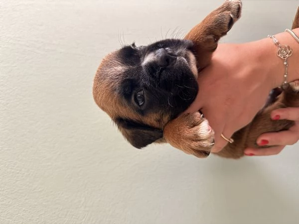 Cuccioli di Boxer 