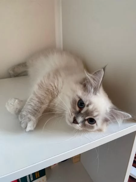 Gattini siberiani