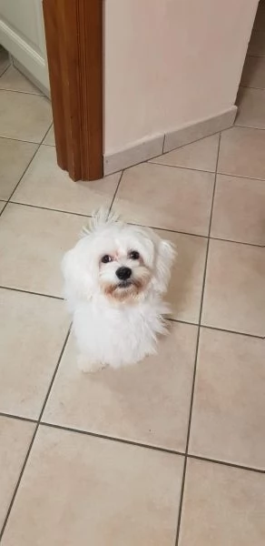 Vendo Maltese 