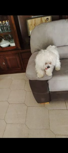 Vendo Maltese  | Foto 2
