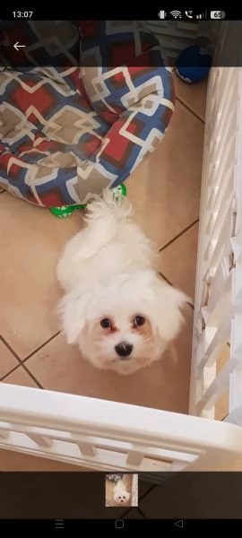 Vendo Maltese  | Foto 0