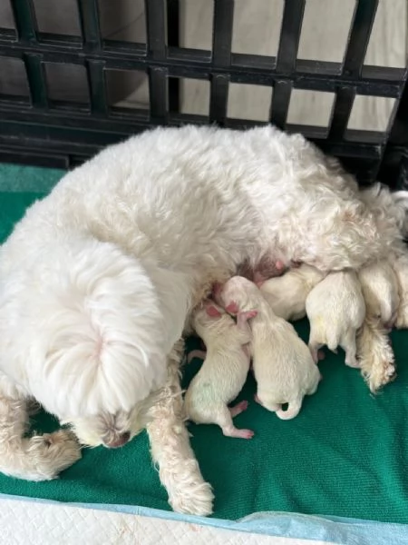 Cuccioli di Maltese Toy  3 maschi e 1 femmina disponibili