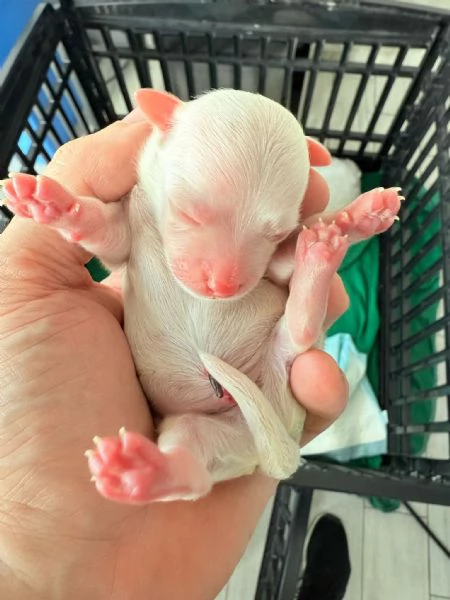 Cuccioli di Maltese Toy  3 maschi e 1 femmina disponibili | Foto 4