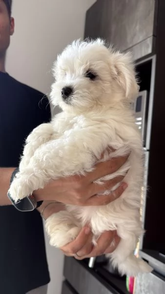Cuccioli di Maltese Toy  3 maschi e 1 femmina disponibili | Foto 3