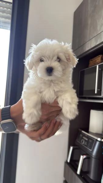 Cuccioli di Maltese Toy  3 maschi e 1 femmina disponibili | Foto 2