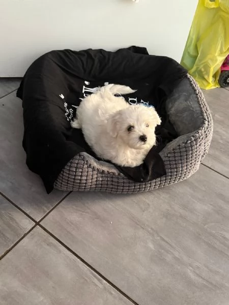 Cuccioli di Maltese Toy  3 maschi e 1 femmina disponibili | Foto 1