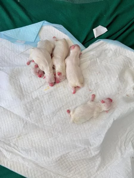 Cuccioli di Maltese Toy  3 maschi e 1 femmina disponibili | Foto 0