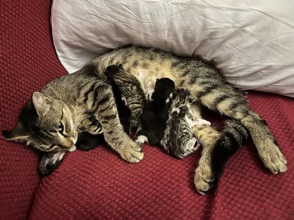 Regalo gattini