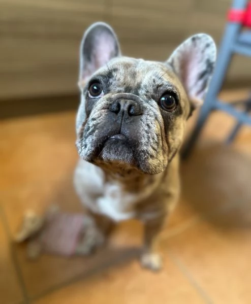 Bulldog merl 