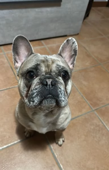 Bulldog merl  | Foto 1