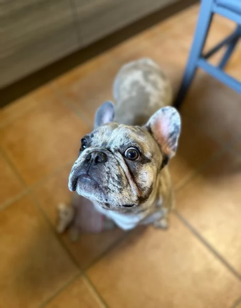 Bulldog merl  | Foto 0