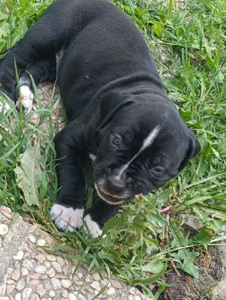 Cuccioli Amstaff 