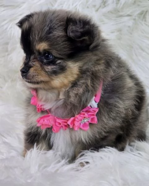Cucciolo di Volpino Pomerania blu merle | Foto 2