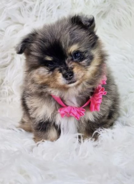 Cucciolo di Volpino Pomerania blu merle | Foto 0