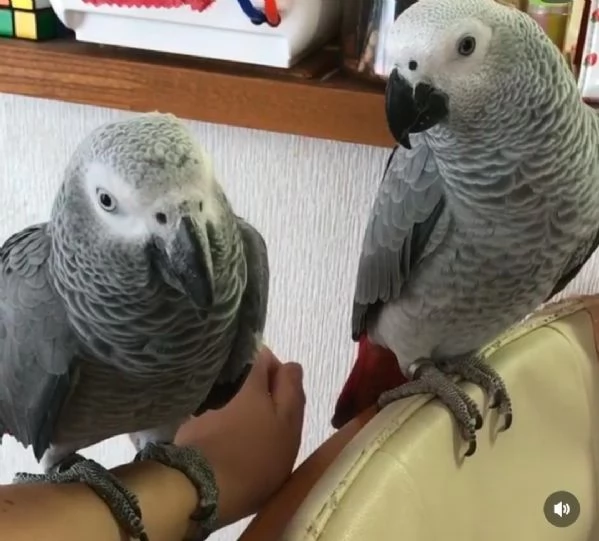 Dolci e adorabili pappagalli cenerini africani in adozione gratuita | Foto 0