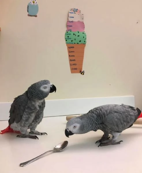 Dolci e adorabili pappagalli cenerini africani in adozione gratuita