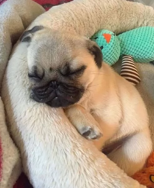 Ho due cuccioli di carlino uno maschio e uno femmina in adozione gratuita