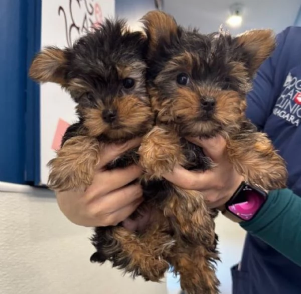 abbiamo adorabili e graziosi cuccioli di yorkshire che stiamo dando in adozione