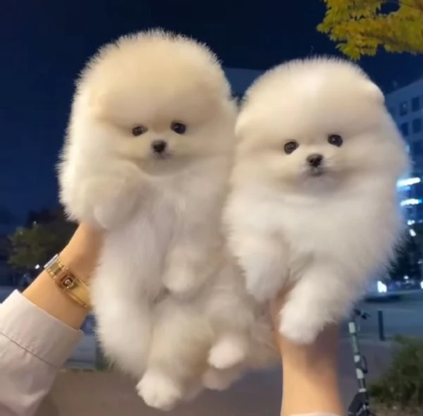 Splendidi cuccioli di Pomerania in cerca di adozione