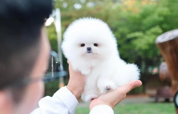 Splendidi cuccioli di Pomerania in cerca di adozione