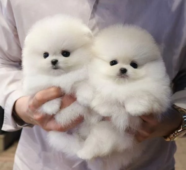 Splendidi cuccioli di Pomerania in cerca di adozione