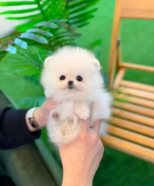 Splendidi cuccioli di Pomerania in cerca di adozione
