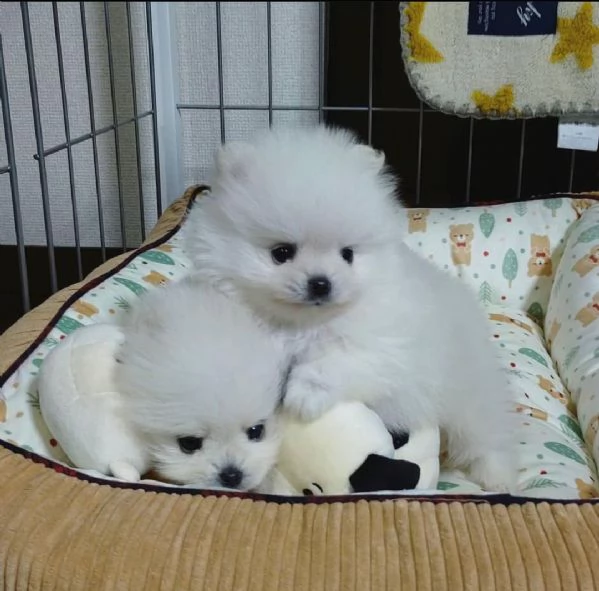 Splendidi cuccioli di Pomerania in cerca di adozione