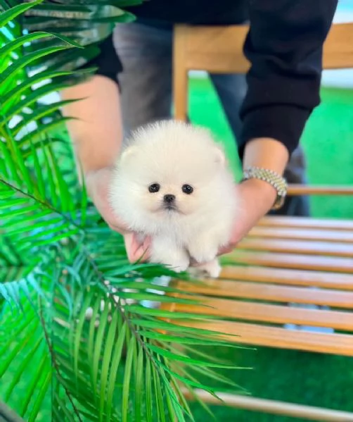 Splendidi cuccioli di Pomerania in cerca di adozione