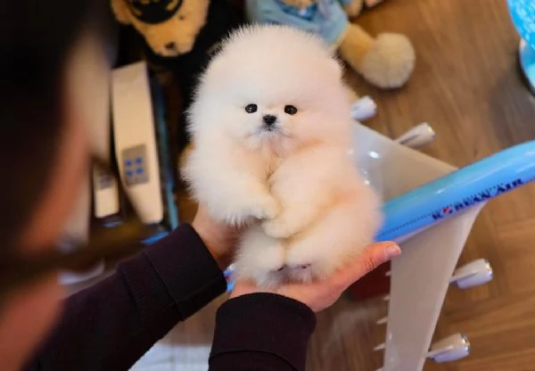 Splendidi cuccioli di Pomerania in cerca di adozione