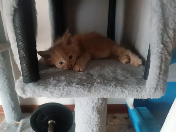 Cuccioli Maine Coon 